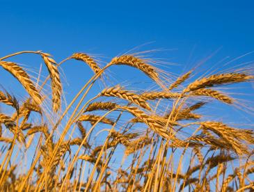 Closeup of field wheat with blue sky