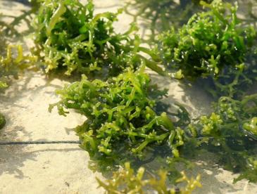 Picture of seaweed underwater