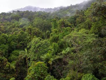 View of the tropical jungle on a rainy day from the top of the 23 metre high tower at the Daintree Discovery Centre in Australia.