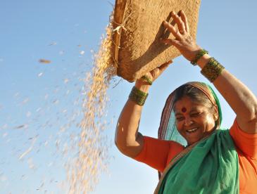 woman in India working with rice
