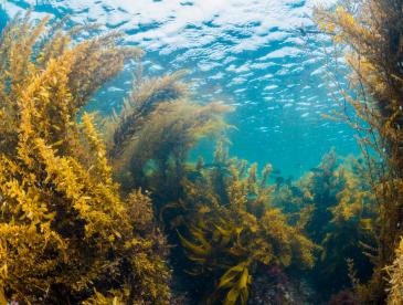 Underwater shot of seaweed