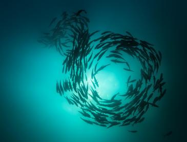 Underwater shot of a school of fish circling around