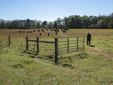 Person standing near cattle