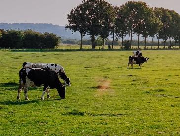 Cows graze in a green field.