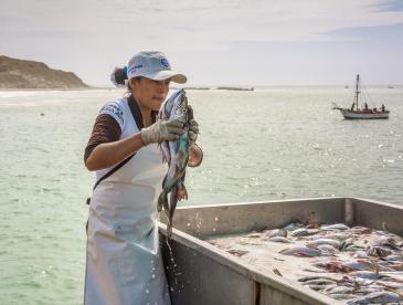 A person in an apron, hat and gloves handling fish, with water in the background.