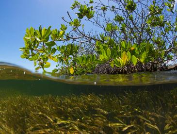 Underwater view of mangroves