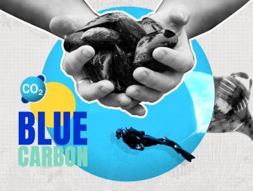 Simple collage with a scuba diver, sea creature and hands holding shellfish, and the words "Blue carbon."