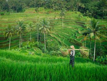 Rice farmer in Bali on a clear day