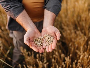 Farmer holding grains in open hands.