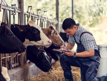 Farmer taking noted around a cow stable.