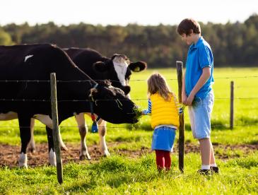 Kids feeding cows