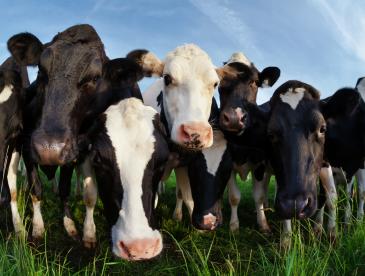 Cows on a pasture beneath a blue sky.