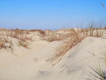 A dune near a beach with a blue sky on a sunny day