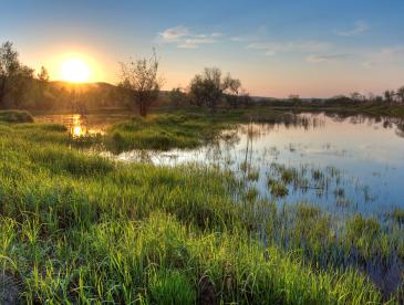 Sunrise over wetlands