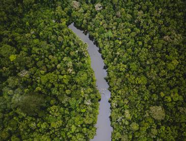 River running through a rainforest, viewed from overhead.