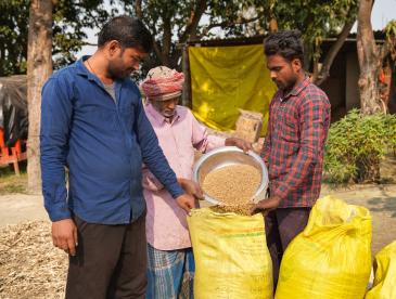 Three people stand outdoors near trees and simple structures, transferring pale grain from a metal bowl into large yellow woven sacks.