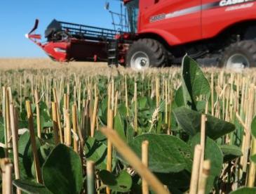 A cover crop's green leaves emerge among dry wheat stems after the harvest, with a red tractor in the background.