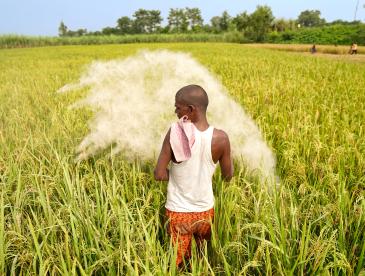 A farmer applies applies fertilizer to his paddy field in Bihar, India.