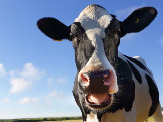 A cow with mouth agape looking directly into the camera