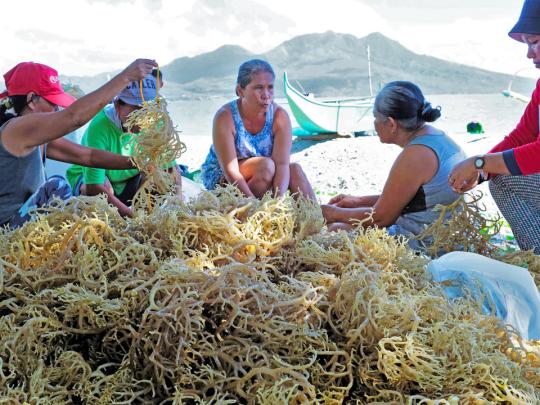 Seaweed farmers in the Philippines’ Cabalian Bay