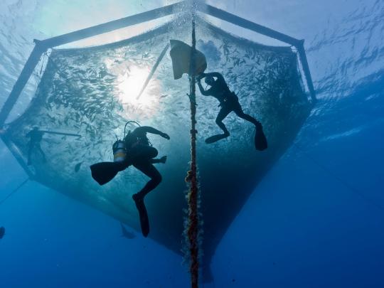 Two divers swimming in a submerged net cage.