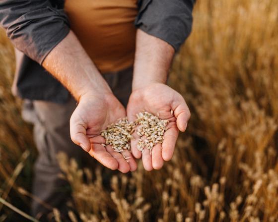 Farmer holding grains in open hands.