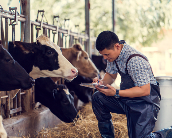 Farmer taking noted around a cow stable.