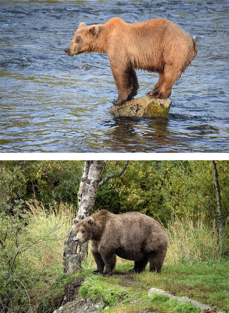 A brown bear goes from skinny in the summer to bulbous in the fall