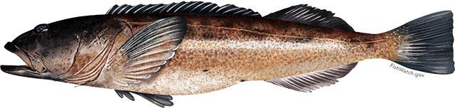 Lingcod