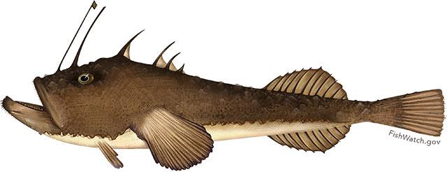 Monkfish illustration