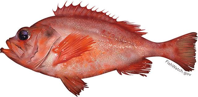 Acadian redfish illustration