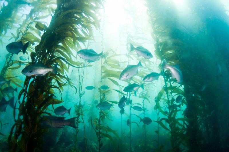 Kelp and fish in the Pacific Ocean