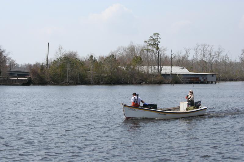 Pound net fishermen on the Scuppernong River in North Carolina fish for striped bass, yellow perch and other fish