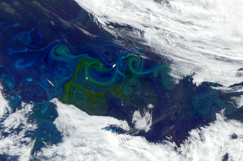 EDF’s Phytoplankton Carbon Solutions program | Environmental Defense Fund