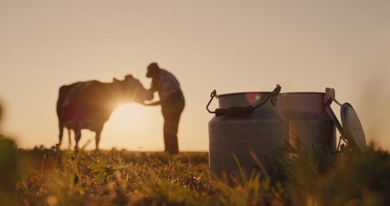 A person and a cow with the sunrise in the background