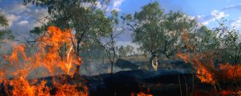 Close view of a fire burning in vegetation, with blue sky visible in the background