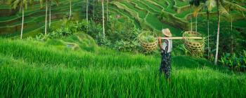 Rice farmer in Bali on a clear day