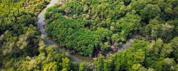 A winding river through a lush forest in the Mangroves, Ecuador.