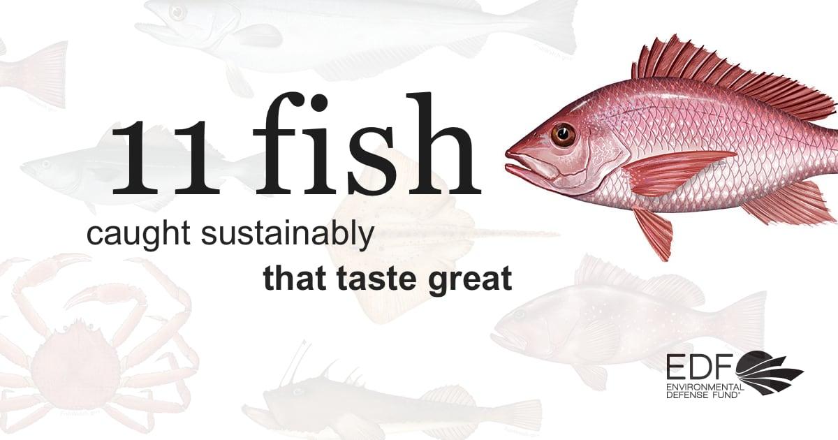 11 sustainably caught fish that taste great - Environmental Defense Fund