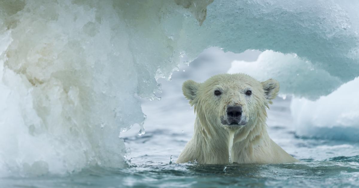 The fastest way to save melting sea ice: EDF study The fastest way to save melting sea ice: EDF study