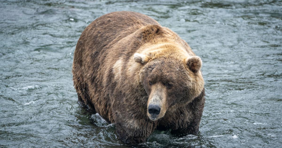 Fat Bear Week: Yet another reason to fight climate change and safeguard the future of Alaska's bulkiest brown bears