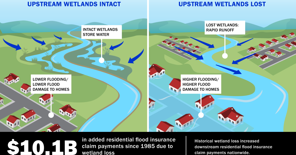 New study shows wetlands loss has increased residential flood insurance claim payments by $10 billion
