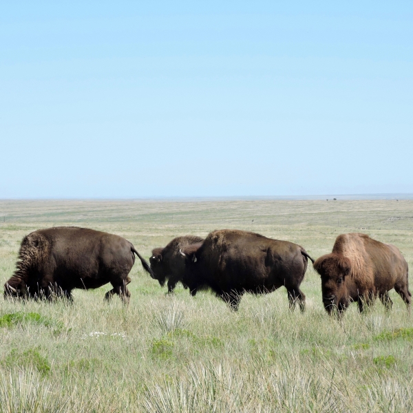 Native grazers like bison keep the grasslands healthy.