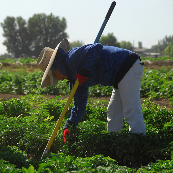 Workers weed a field of peppers on Rick and Robyn Purdum's farm in Fruitland, Idaho.