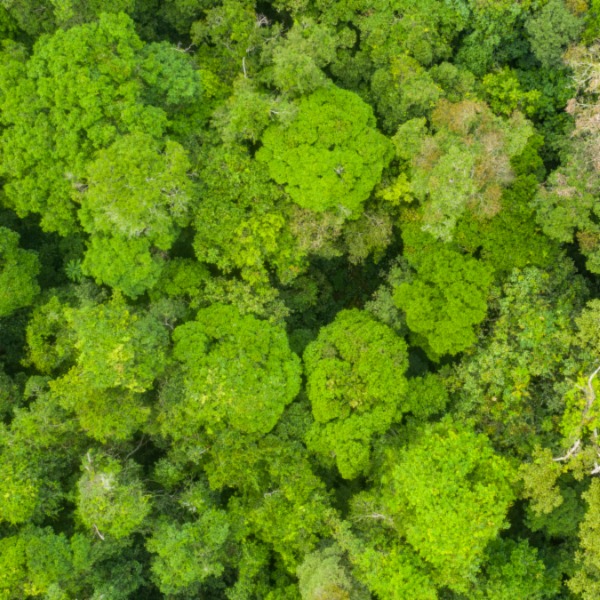 Aerial view of a green rainforest foliage in Congo Basin.