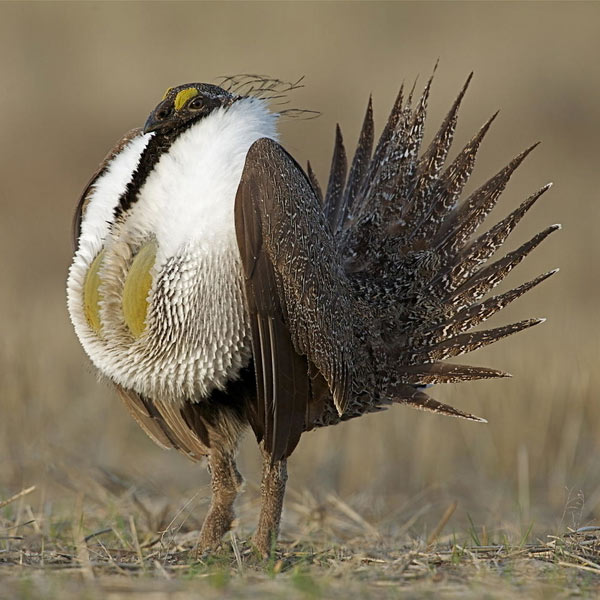 Greater SageGrouse Habitat Exchange Environmental Defense Fund