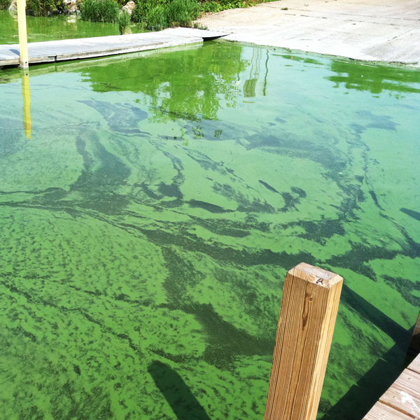 Algae Algae bloom