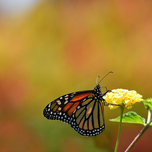 Monarch butterfly